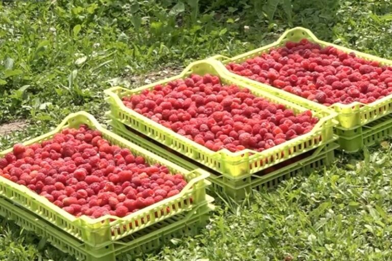Kraj malinarstva u Sandžaku? – Prilog Forum TV